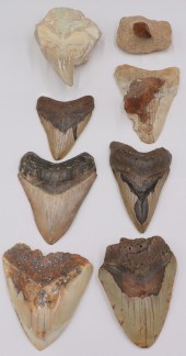 FOSSIL. (7) MEGALODON FOSSILIZ