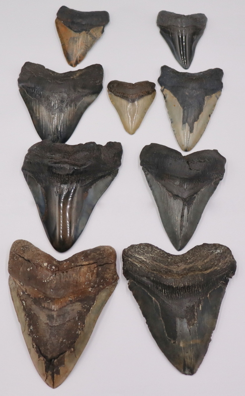 FOSSIL. (9) MEGALODON FOSSILIZED