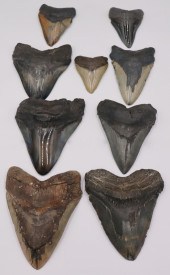 FOSSIL. (9) MEGALODON FOSSILIZ