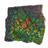 FOSSIL AMMOLITE<br>Fossil Ammo