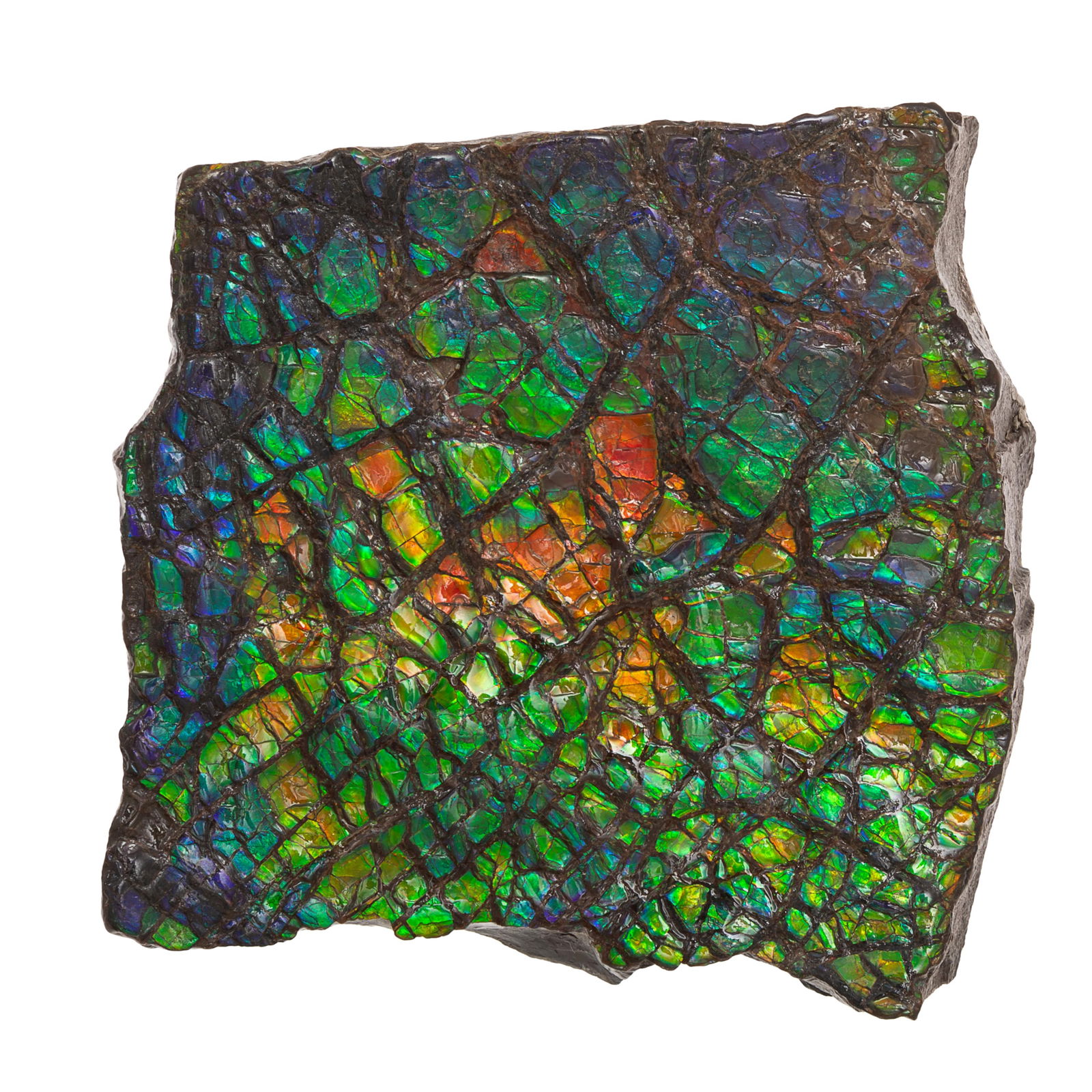 FOSSIL AMMOLITEFossil