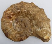 FOSSIL. AMMONITE FOSSIL WITH D