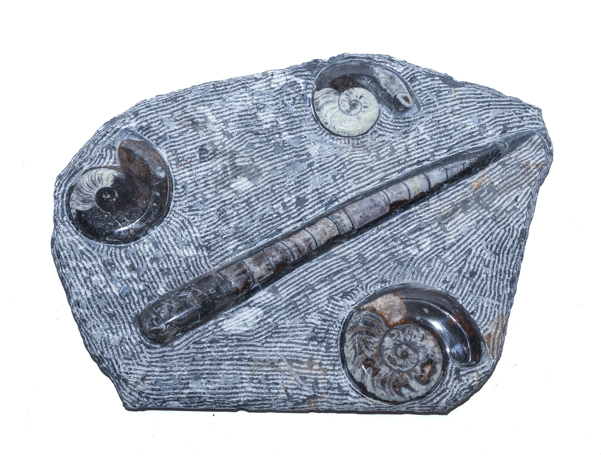 FOSSIL-BEARING STONE SLAB: