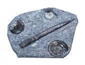 FOSSIL-BEARING STONE SLAB: ORT