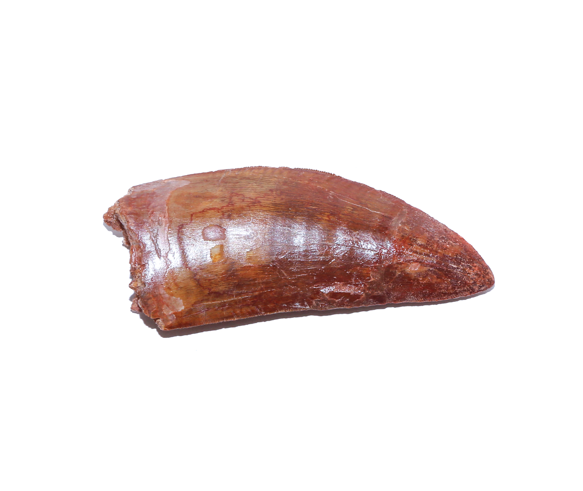 FOSSIL CARCHARODONTOSAURUS DINOSAUR