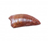 FOSSIL CARCHARODONTOSAURUS DIN