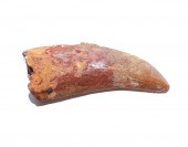 FOSSIL CARCHARODONTOSAURUS DIN