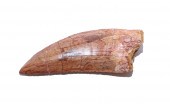 FOSSIL CARCHARODONTOSAURUS DIN
