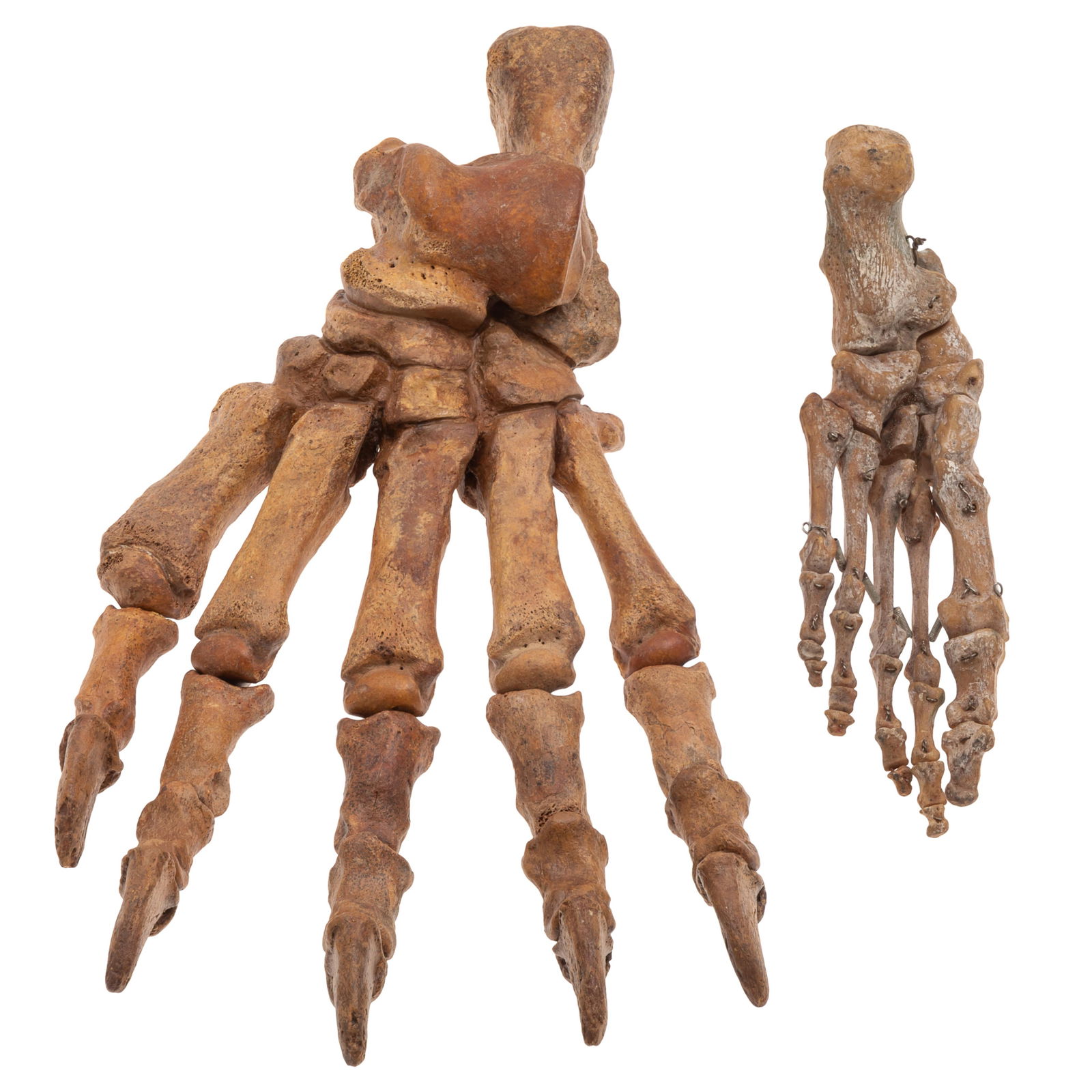 FOSSIL CAVE BEAR PAW, PLEISTOCENE
