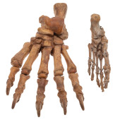 FOSSIL CAVE BEAR PAW, PLEISTOC