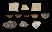 FOSSIL COLLECTION CRAB AMMONIT