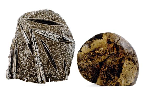 Fossil collection Paleozoic and