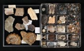 FOSSIL COLLECTION SHARK CEPHAL