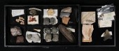 FOSSIL COLLECTION TURTLE FERN
