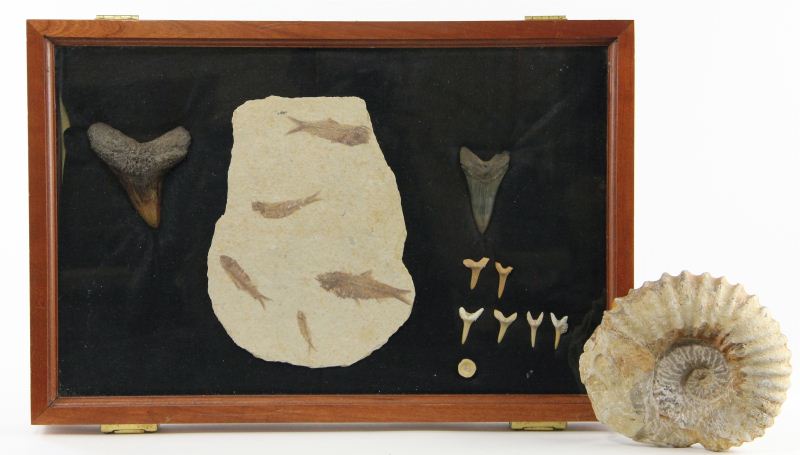 Fossil Collectionincluding (8)