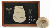 Fossil Collectionincluding (8)