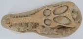 FOSSIL. CROCODILE IN MATRIX WI