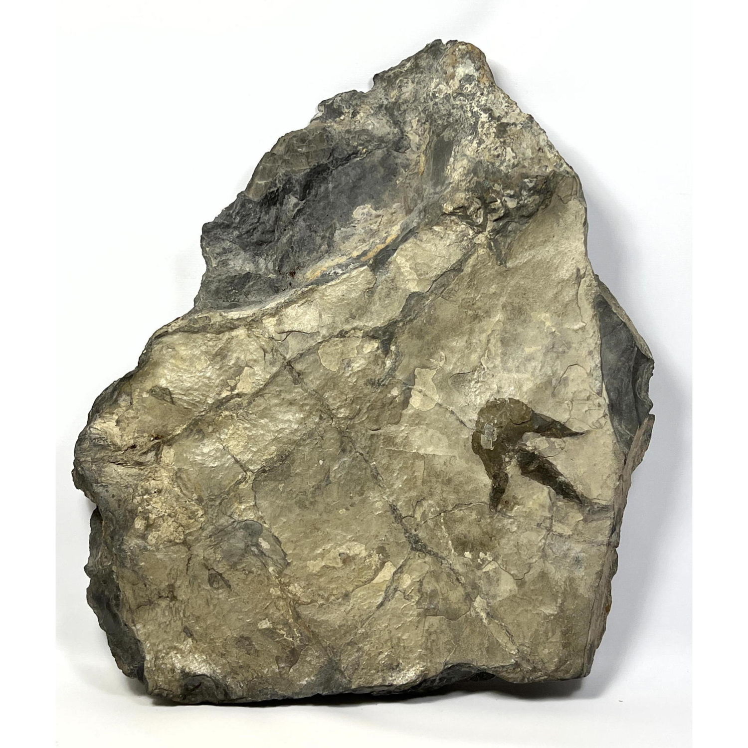 Fossil Dinosaur Track Large Stone