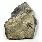 Fossil Dinosaur Track Large St