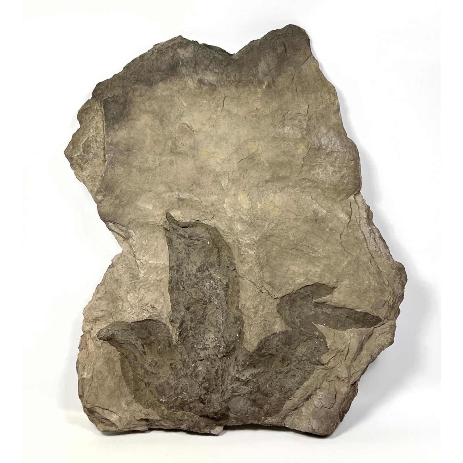 Fossil Dinosaur Track Large Stone