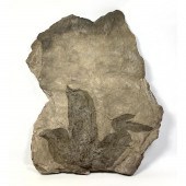 Fossil Dinosaur Track Large St