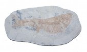 FOSSIL FISH SPECIMEN: SINAMIA