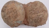 FOSSIL. FOSSILIZED DINOSAUR EG