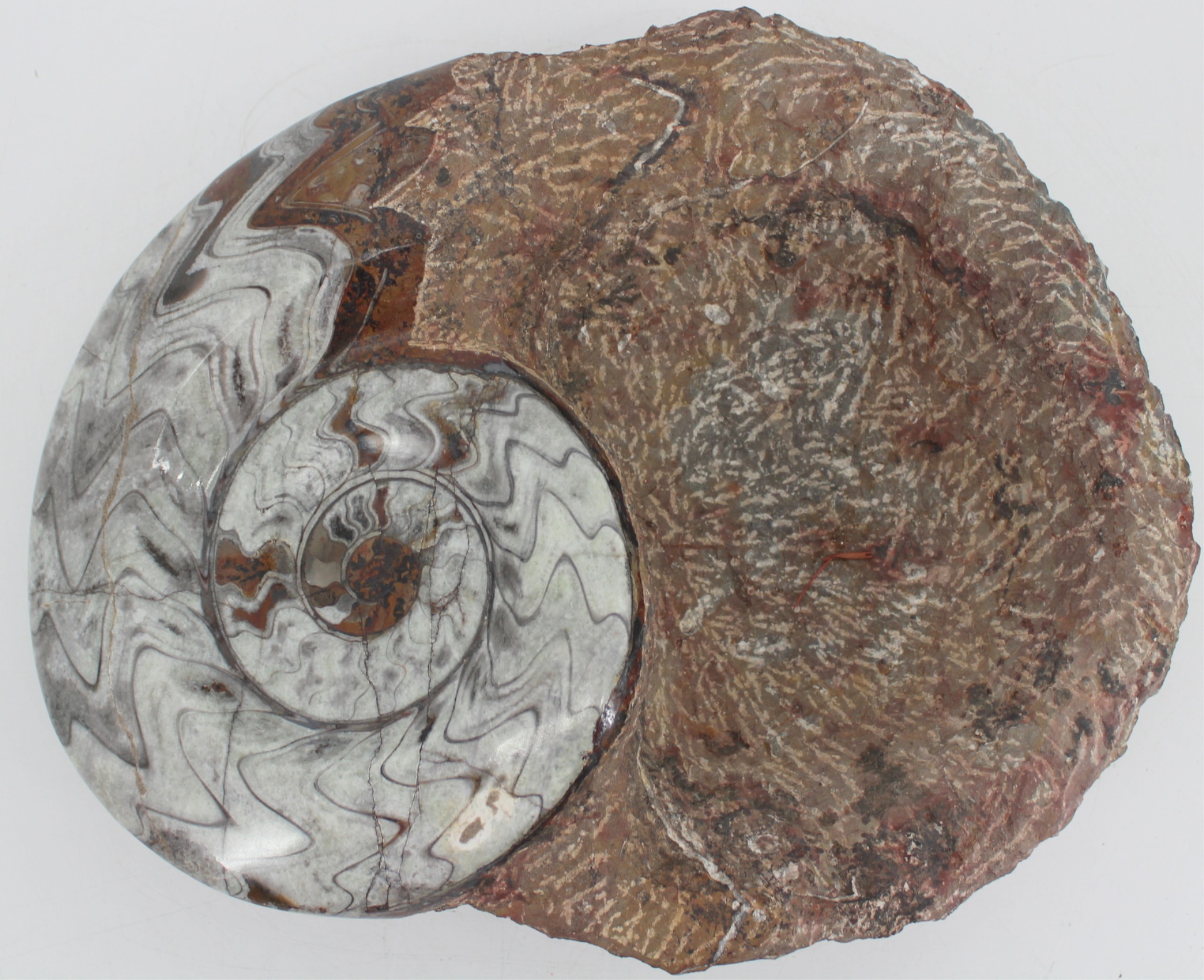 FOSSIL. LARGE AMMONITE FOSSIL BOWL.