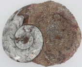 FOSSIL. LARGE AMMONITE FOSSIL