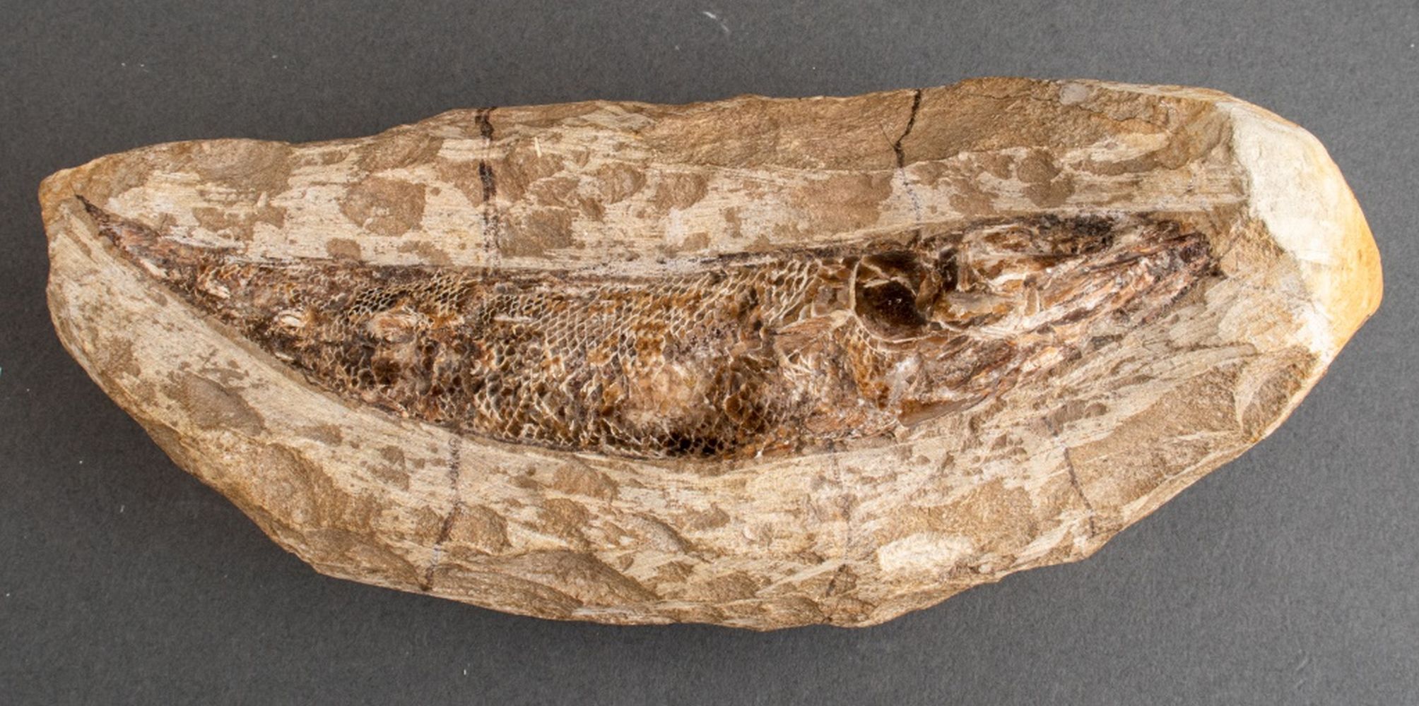 FOSSIL, LIKELY RHACOLEPS
