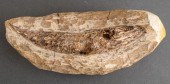 FOSSIL, LIKELY RHACOLEPS BUCCA