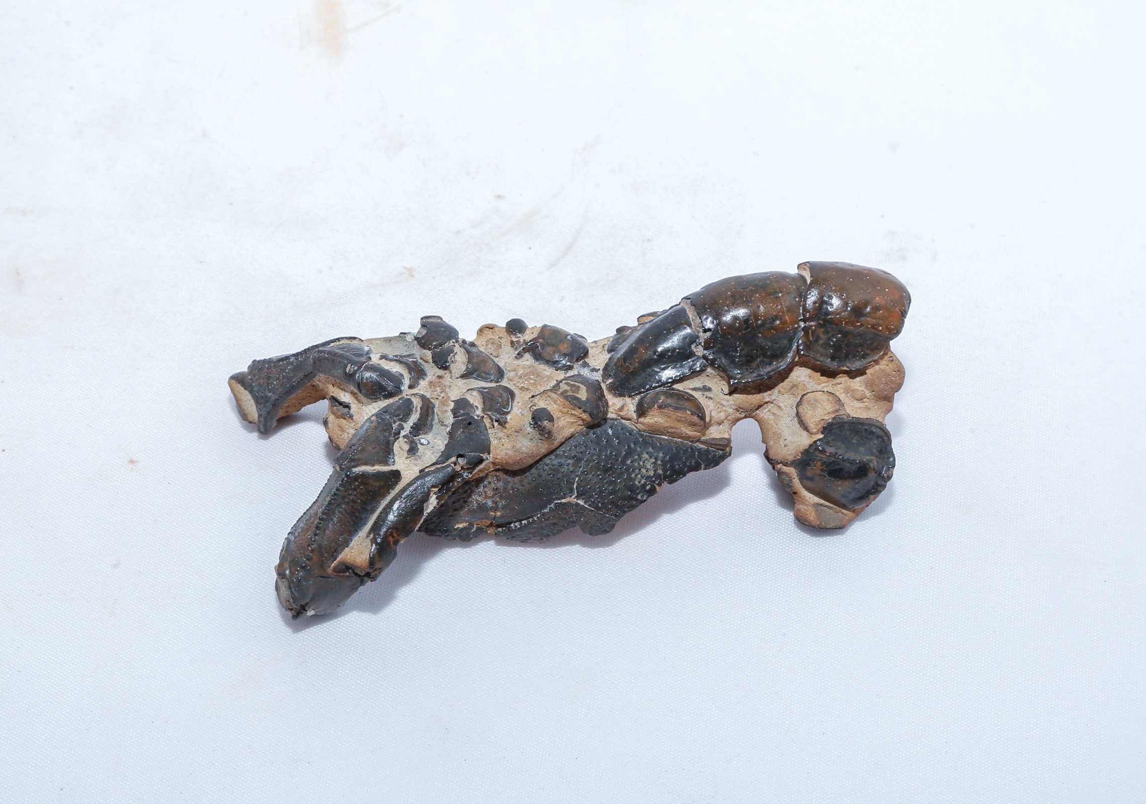 FOSSIL "MUD LOBSTER" OR CRAWFISH