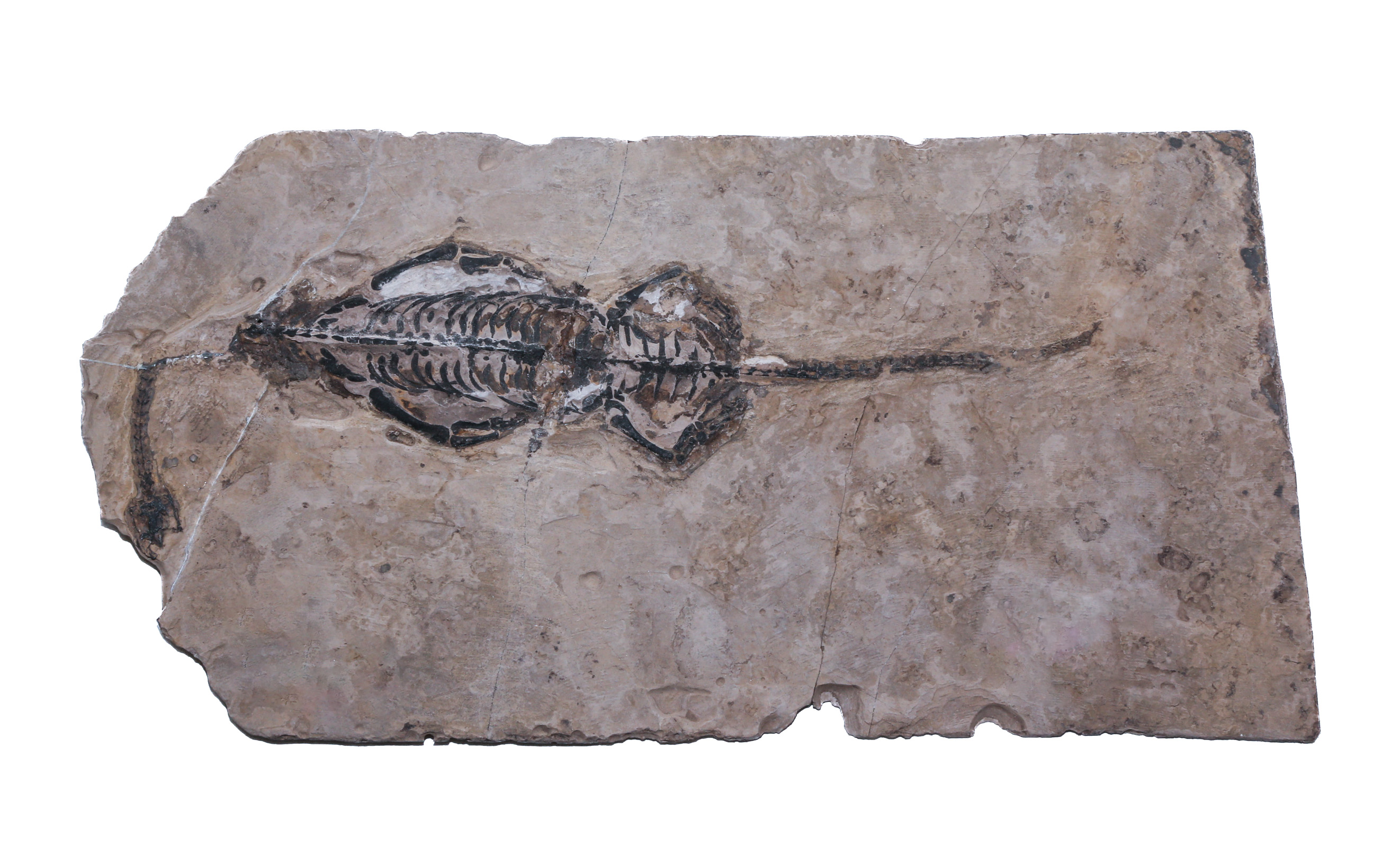 FOSSIL REPTILE SPECIMEN: