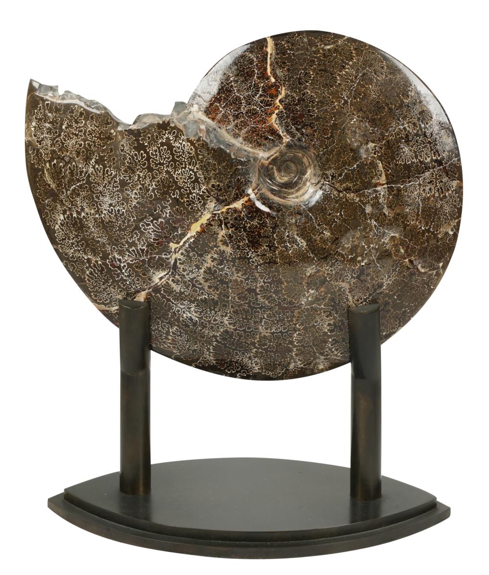 FOSSIL SPECIMENFossil Specimen,  on