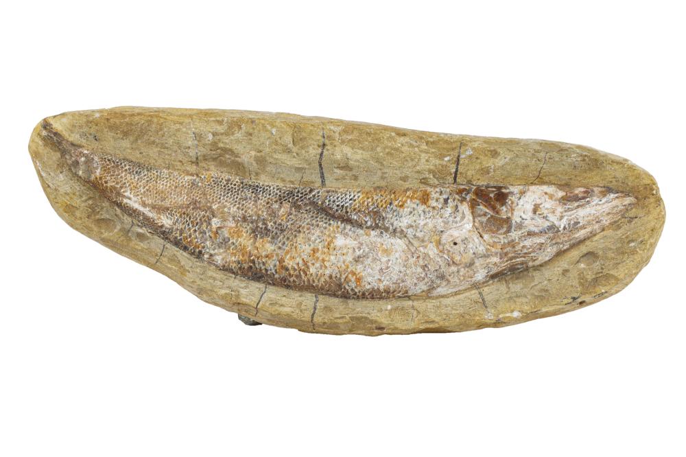 FOSSIL SPECIMENwith no guarantee or