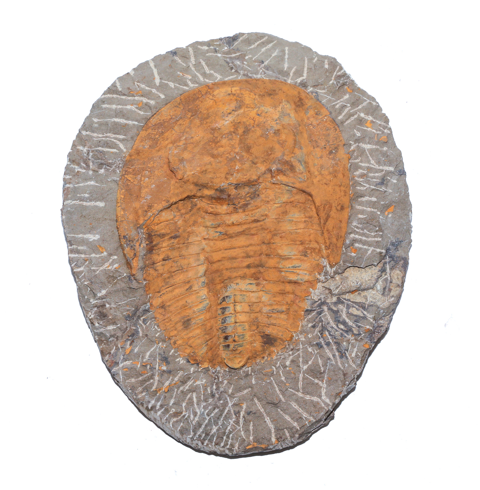 FOSSIL TRILOBITE SPECIMEN: