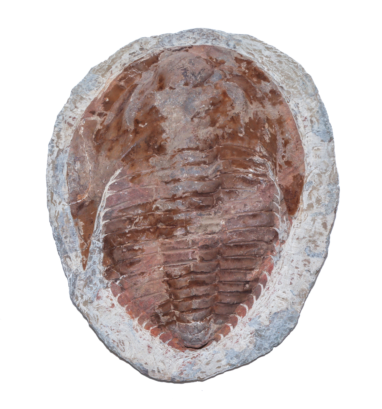 FOSSIL TRILOBITE SPECIMEN: