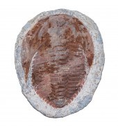 FOSSIL TRILOBITE SPECIMEN: PAR