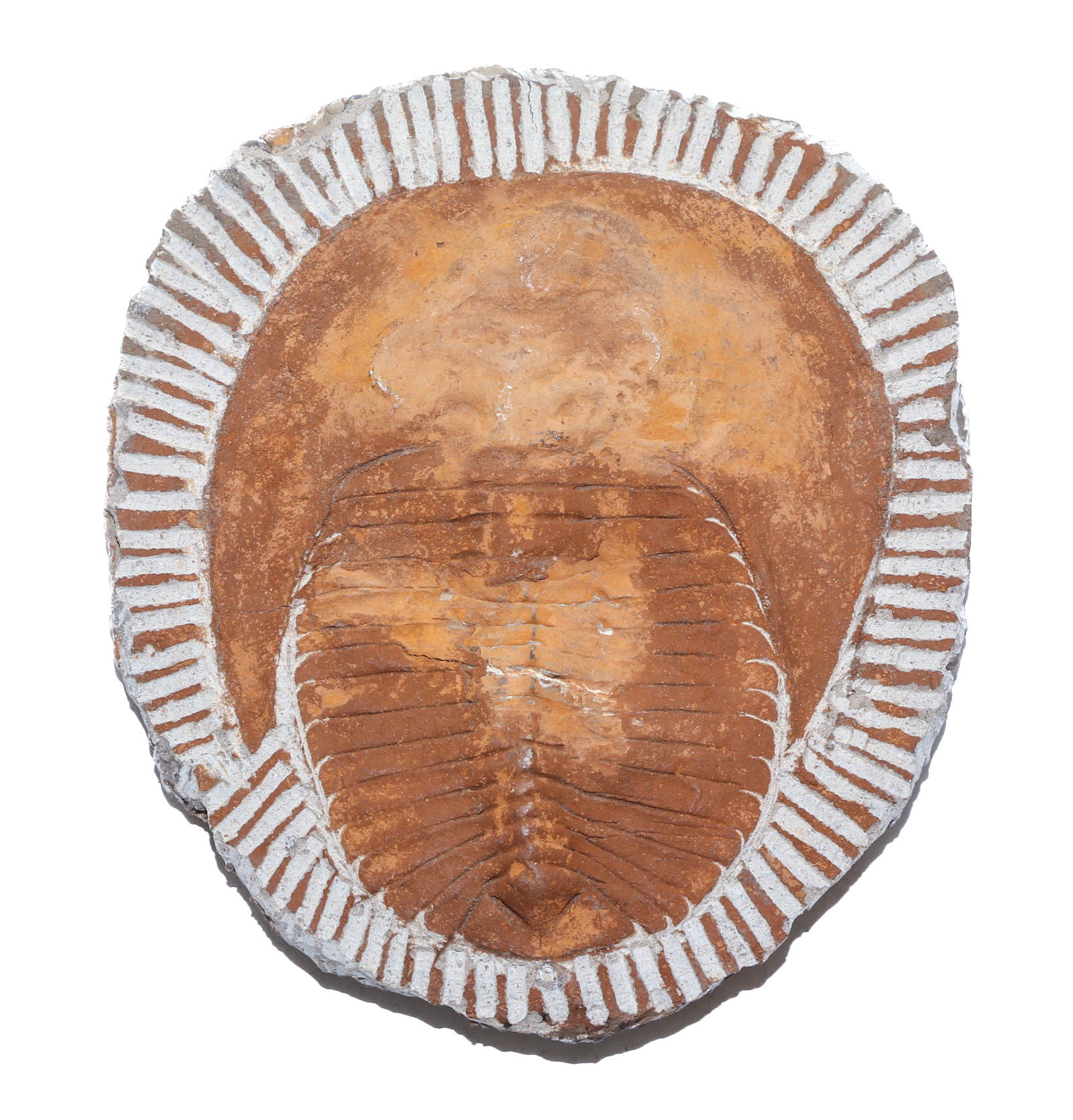 FOSSIL TRILOBITE SPECIMEN: