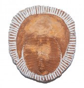FOSSIL TRILOBITE SPECIMEN: PAR