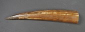 FOSSIL WALRUS IVORY TUSKFossil