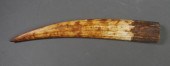 FOSSIL WALRUS IVORY TUSKFossil