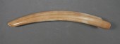 FOSSIL WALRUS IVORY TUSKFossil