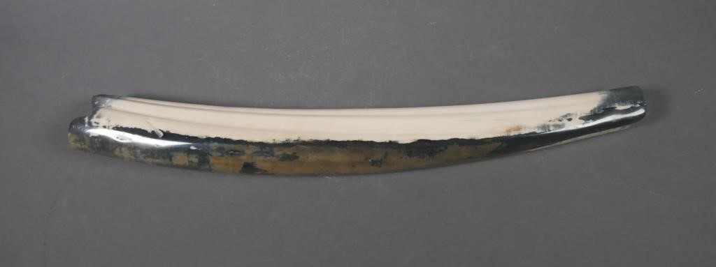 FOSSIL WALRUS IVORY
