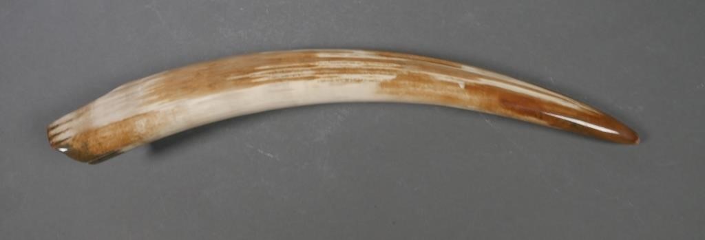FOSSIL WALRUS IVORY