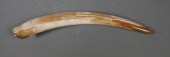 FOSSIL WALRUS IVORY TUSKFossil