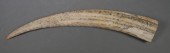 FOSSIL WALRUS IVORY TUSKFossil