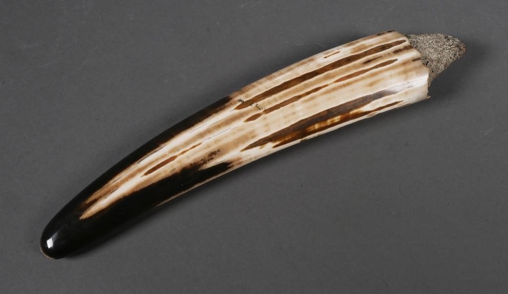FOSSIL WALRUS IVORY