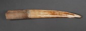FOSSIL WALRUS IVORY TUSKFossil
