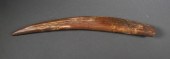 FOSSIL WALRUS IVORY TUSKFossil
